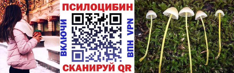 Псилоцибиновые грибы Psilocybe Купить Похвистнево